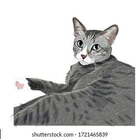 Vector art. gray cat blue eyes
