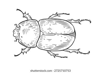 Dibujo a mano de Arte vectorial de un insecto para colorear página o impresión. Escarabajo escarabajo de línea gráfica en blanco y negro. Esquema de dibujo para libro educativo. Puede comprar ilustración monocromática.