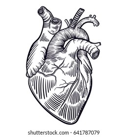 Vector art with a human heart. A healthy human heart. Vintage illustration with a linear heart.