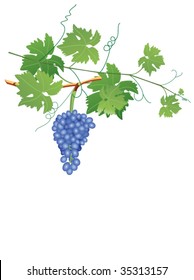 vector art illustration of blue grape cluster and vine with leaves and swirls