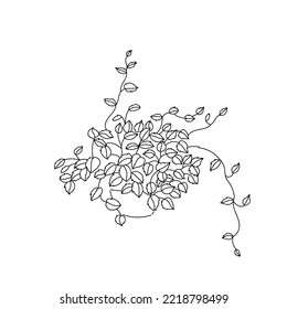 vector art illustration drawing line home plant plektrantus