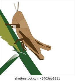 Vector Art Illustration of a Grasshopper on the grass