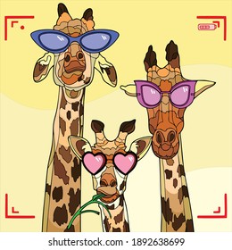 Vector art illustration of three giraffes facing the camera lens