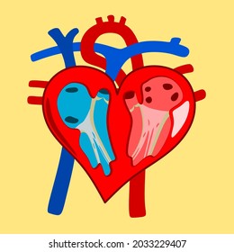vector art image that represents in an abstract way the figure of an open heart where the parts of a real organ heart are seen with atria, ventricles, valves, veins and arteries
