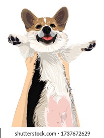 Vector art of a lovely funny corgi puppy dog