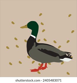 Vector Art of a male duck