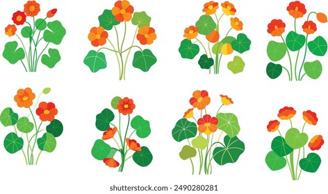 Vector art nasturtiums plants white background