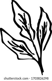 vector art of a plant