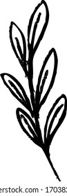 Vektorillustration einer Pflanze
