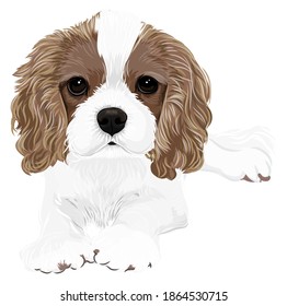 Vector art of a puppy cavalier dog