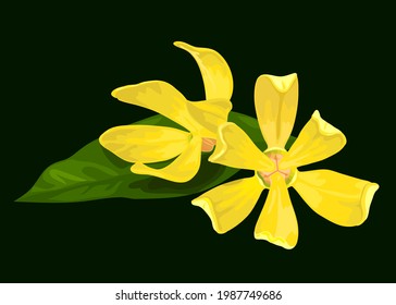 Vector Art Realistic Ylang Ylang Flowers And Leaf