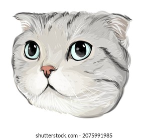 Arte vectorial de los ojos azules de la cabeza del gato plegado de Escocia