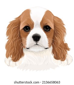 A vector art of small puppy cavalier dog