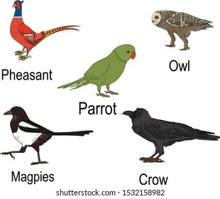 Vector art of some birds which can use for  book illustration, animation and any purpose. 