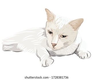 Vector art of White Cat Looking the floor
