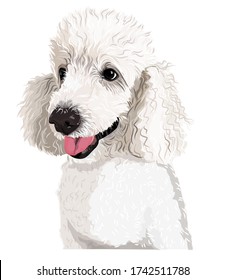 Vector art of a white dog poodle isolate