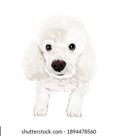 a vector art of white poodle puppy sensitive dog