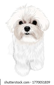 Vector art of a white puppy Bichon dog