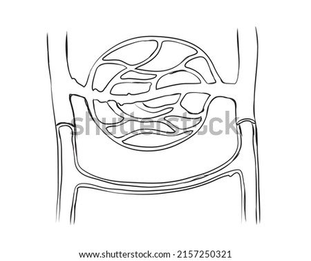 vector of arteriovenous anastomoses.
-Arterio-venous anastomoses (AVAs) are direct connections between small arteries and small veins. In humans they are numerous in the glabrous skin of the hand.