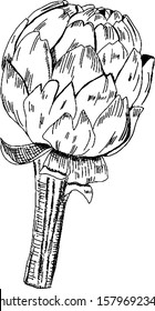 Vector artichoke drawing in pen and ink on a white background, a hand drawn sketch