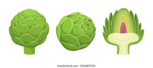 Vector artichoke isolated on white background