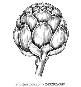 Vector artichoke sketch on a white background. Vintage illustration