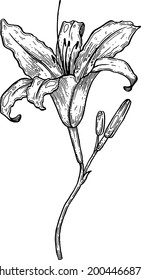 Vector, artistic illustration, handmade, made with pen and ink. The lily flower.