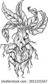 Vector, artistic illustration, handmade, made with pen and ink. Mandrake.