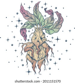 Vector, artistic illustration, handmade, made with pen and ink. Mandrake.