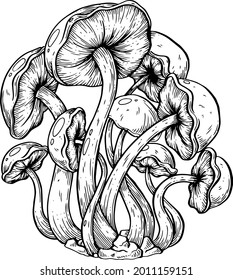 Vector, artistic illustration, handmade, made with pen and ink. Mushrooms.