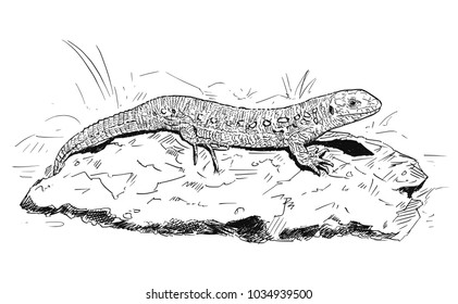 Vector artistic pen and ink hand drawing of female sand lizard sitting on stone.