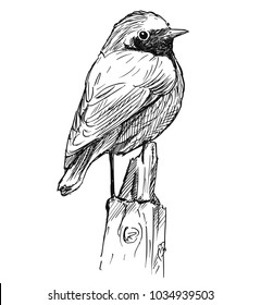 Vector artistic pen and ink hand drawing of small bird common redstart sitting on top of pole.