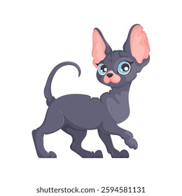 Vector artwork of a gray hairless Sphynx cat with blue eyes and large ears, mid-step, on a white background. Illustration of a Walking Hairless Gray Cat