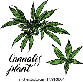 Vektorgrafik-Vektorgrafik Kontur Cannabis einzeln auf weißem Hintergrund Hanf Pflanze mit Samen Blätter und Kontraste, Vintage schwarze Tinte Linie Skizze von Marihuana. Handgezeichnete Cannabis. Vektorgrafik