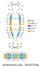 vector artwork of the permanent dentition of horses 