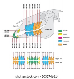 vector artwork of the permanent dentition of horses