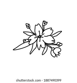 Vector Asian flower in doodle style Spring botanical illustration for Chinese New Year.Cherry blossom sakura  with black hand drawn line.Design cards,social media,weddings,stickers,coloring books.