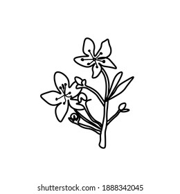 Vector Asian flower in doodle style Spring botanical illustration for Chinese New Year.Cherry blossom sakura  with black hand drawn line.Design cards,social media,weddings,stickers,coloring books.