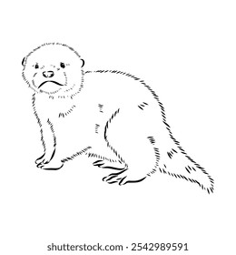 Vector of Asian Otter, Aonyx cinerea or Oriental Small-clawed Otter on whiet background.