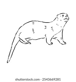 Vector of Asian Otter, Aonyx cinerea or Oriental Small-clawed Otter on whiet background.