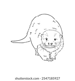 Vector of Asian Otter, Aonyx cinerea or Oriental Small-clawed Otter on whiet background.