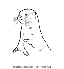 Vector of Asian Otter, Aonyx cinerea or Oriental Small-clawed Otter on whiet background.