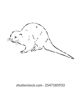 Vector of Asian Otter, Aonyx cinerea or Oriental Small-clawed Otter on whiet background.