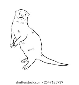 Vector of Asian Otter, Aonyx cinerea or Oriental Small-clawed Otter on whiet background.