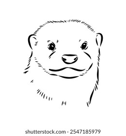 Vector of Asian Otter, Aonyx cinerea or Oriental Small-clawed Otter on whiet background.