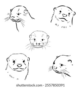 Vector of Asian Otter, Aonyx cinerea or Oriental Small-clawed Otter on whiet background.