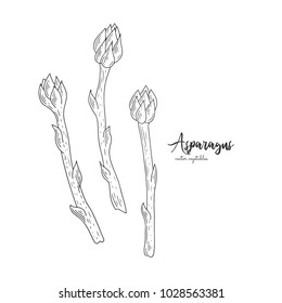 Vector asparagus hand drawn illustration in the style of engraving. Organic hand drawn elements. Farm market vegetables. Vegetarian food for design menu, recipes, decoration kitchen items