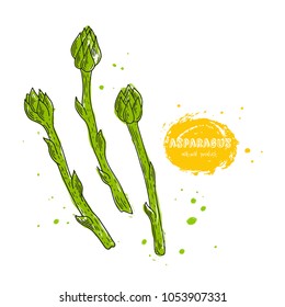 Vector asparagus hand drawn illustration in the style of engraving. Detailed vegetarian food drawing. Farm market product. Grunge illustration for create the menu, recipes, decorating kitchen items