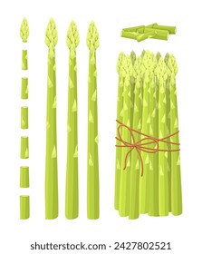 Vector asparagus isolated on white background