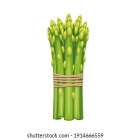 Vector asparagus. Vegetable illustration for farm market menu. Healthy food design